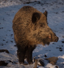 Tiere Wildpark Leipzig