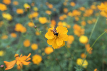 Flowers bloom or Wilt , have beauty In the itself    