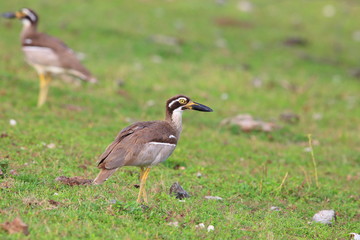 Beach Stone-Curlew or Beach Thick-knee (Orthorhamphus magnirostris) in Bali Barat National Park, Bali Island, Indonesia
