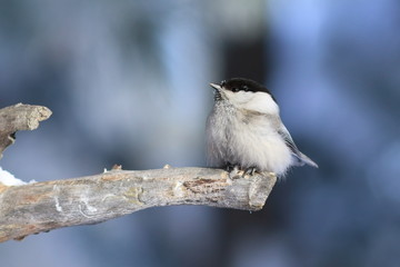 Poecile montanus. Bird on a winter's day in Yamal