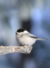 Poecile montanus. Bird on a frosty day in Siberia