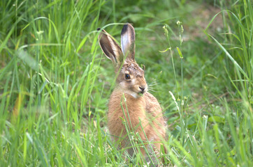 Feldhase im Gras