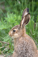 Feldhase im Gras