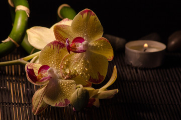 Fototapeta na wymiar Gelbe Orchideen auf einer Bambusmatte mit Kerzen und schwarzen Steinen