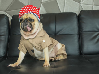 Close-up cute dog pug bored with Hip Hop hat on black sofa in room look out side , tongue pacifier mouth with gray shirt ( like rapper )