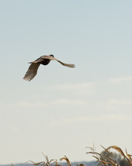 Flying Rooster Pheasant over a cornfield