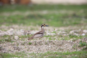 Beach Stone-Curlew or Beach Thick-knee (Orthorhamphus magnirostris) in Bali Barat National Park, Bali Island, Indonesia
