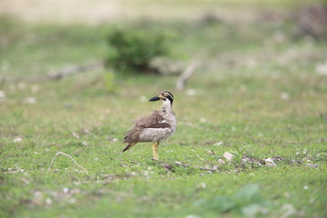 Beach Stone-Curlew or Beach Thick-knee (Orthorhamphus magnirostris) in Bali Barat National Park, Bali Island, Indonesia
