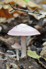 Edible Mushroom Amanita Mairei, or Silver Distaff mushroom in natural habitat,