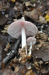 Edible Mushroom Amanita Mairei, or Silver Distaff mushroom in natural habitat,