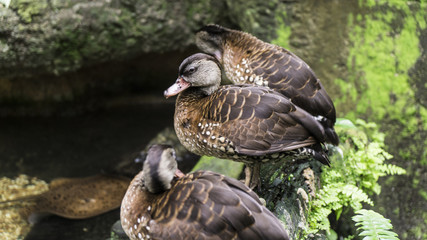 duck