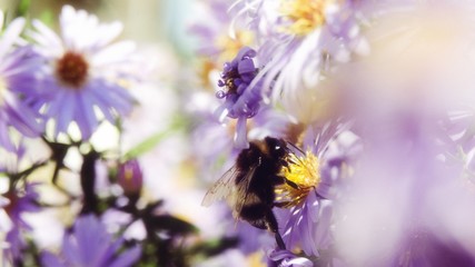 bee on flower