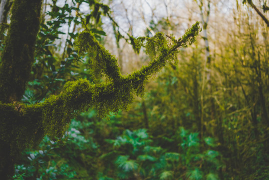 moss forest tree branch