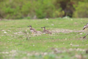 Beach Stone-Curlew or Beach Thick-knee (Orthorhamphus magnirostris) in Bali Barat National Park, Bali Island, Indonesia
