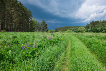 Fototapeta na wymiar Summer landscape with the impending storm clouds and a dirt road in the woods