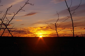 Fototapeta premium sunset tree 