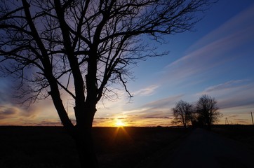 sunset tree 
