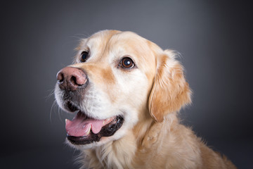 Golde Retriever modelt im Studio