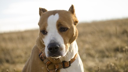 staffordshire feeling lost