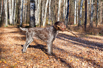 Breed Dog drathaar in autumn forest with a stick in his mouth