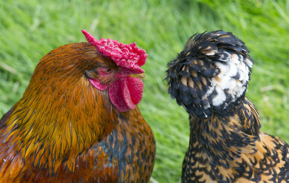 Gold-laced Polish Bantum on right with cross breed cock(left)
