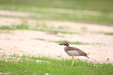 Beach Stone-Curlew or Beach Thick-knee (Orthorhamphus magnirostris) in Bali Barat National Park, Bali Island, Indonesia
