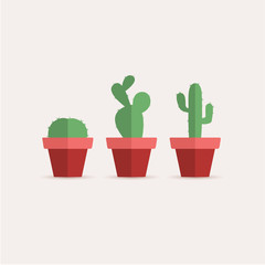 Cactus in a flower pot