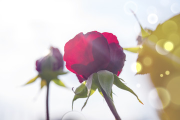Obraz premium Beautiful red rose against the summer sky, bottom view