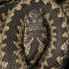 Common European viper, Vipera berus.