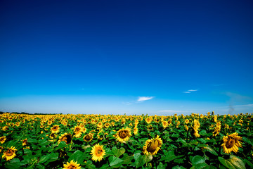Summer landscape. Field of blooming sunflowers under clear blue sky.
