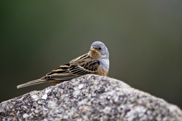 Cretzschmar's Bunting (Emberiza caesia), Greece