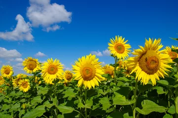 Papier Peint photo Tournesol champ de tournesols en fleurs