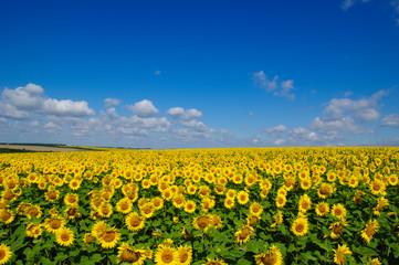 Fototapeta na wymiar field of blooming sunflowers