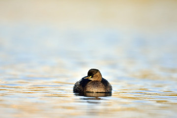 Little grebe (Tachybaptus ruficollis), Greece