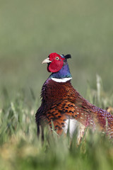 male Pheasant walking through grass
