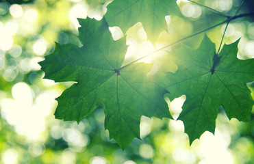 Green leaves and sun