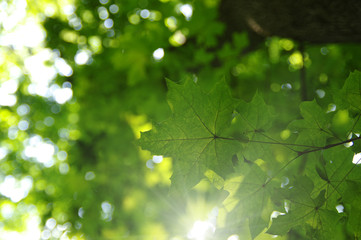 Green leaves and sun
