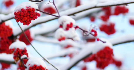  rowan covered with the snow