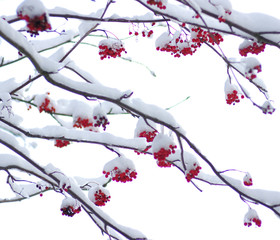  rowan covered with the snow