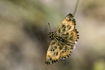 Mallow Skipper - Carcharodus alceae, Greece