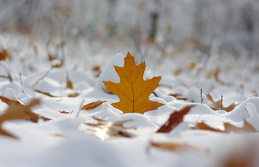 Yellow leaves in snow.