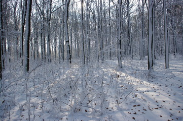 Trees covered with snow