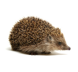 Hedgehog  isolated on white