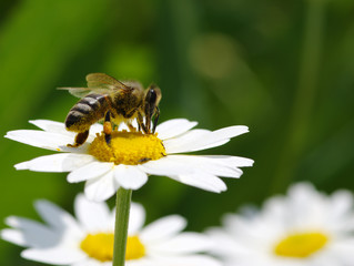 Bee on the flower