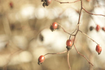 bright red rose hips
