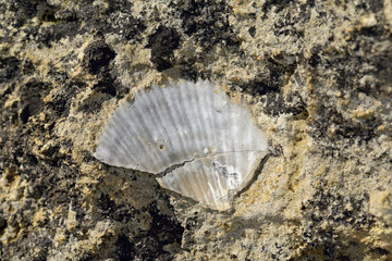 Fossil shellfish, Crete