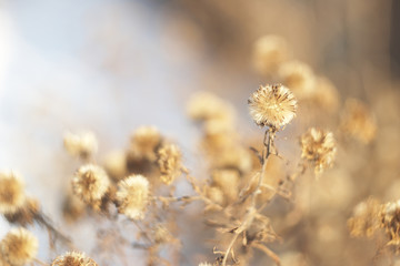fluffy aster seeds melkotsvetkovoy
