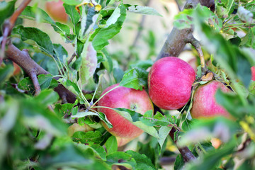 apple tree