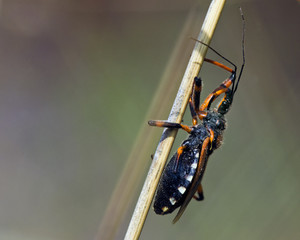 Rhinocoris sp. - Flower assassin bug, Greece