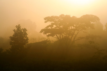 Thailand jungle sunrise